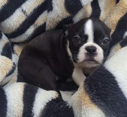 Boston Terrier Pups From Sire Ch Wildax White Sock