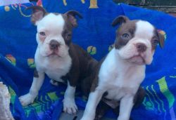 Female Chunky Boston Puppies (red Bloodline)