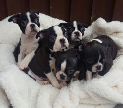 Kc Reg Baby Bostons (sire Red And White,us Line)