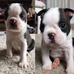 Two Red Boston Terrier Puppies For Sale