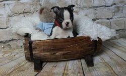 Supper Boston Terrier puppies Ready