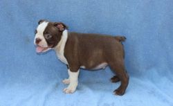Beautiful Red/White Boston Terrier Puppies