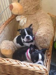 Two beautiful Boston Terrier Pups for re-homing