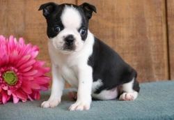 Top Quality Boston Terrier Puppies