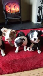 Gorgeous Boston Terrier puppies for sale