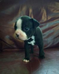 CKC Boston Terrier puppies ready Aug 19 hurry only 2 left!