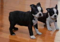 Male and Female Boston Terrier Puppies Now Ready