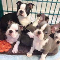 Boston terrier puppies available and ready to go to forever homes now
