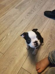 3 Chubby Adorable Boston Terrier Pups