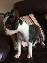 5 Beautiful Boston Terrier Puppies For Sale
