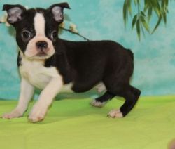 Astonished AKC Boston Terrier puppies