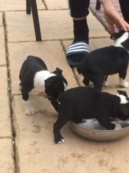 7 Beautiful Blue And Black Boston Terriers