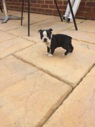 Heath Tested Kc Registered Boston Terriers