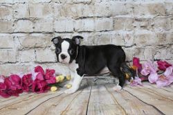 Kc Registered Boston Terrier Puppies For Sale