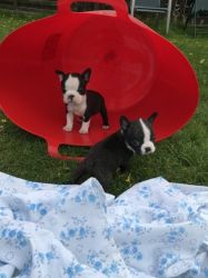 2 Beautiful Boston Terrier Boys For Sale
