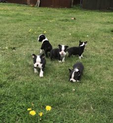 8 Beautifull Kc Reg Boston Terriers For Sale