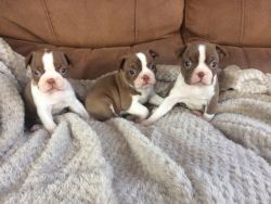 Kc Reg Boston Terrier Puppies For Sale