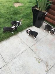 Boston Terriers For Sale