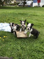 Ready Now For New Homes, Boston Terrier Puppies