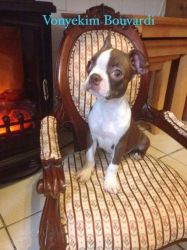 red and white boston terrier