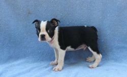 Healthy Boston Terrier puppies for sale