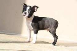 Excellent Boston Terrier puppies for sale