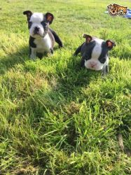 Charming Boston Terrier Puppies for sale