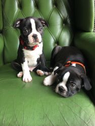 Boston Terrier Puppies Ready Now For New Homes