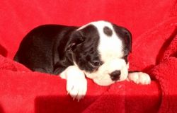 1 Girl Available Traditional Boston Terriers