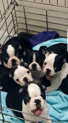 Boston terrier puppies
