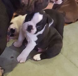 Ready To Leave Now - Boston Terrier Puppies!