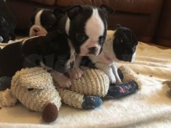 I have for sale a stunning litter of Boston Terrier pups.