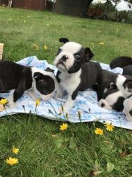 Lovely Boston Terrier Puppies for sale