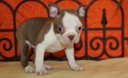 Males and females Boston Terrier puppies