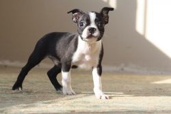 Excellent Trained Boston Terrier Puppies