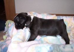 Boston terrier pups ready now shots and DE wormed.