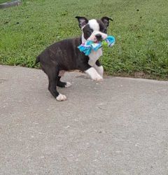 wefSF Boston Terriers puppies available ready to g