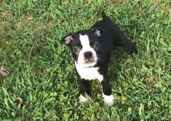Home trained Boston Terrier Puppies