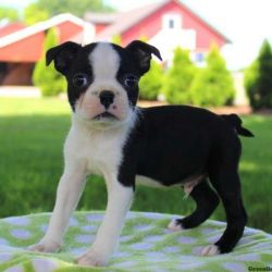 Very healthy and cute Boston Terrier