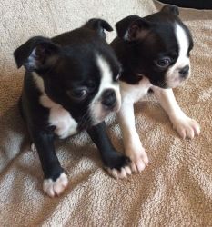 ****Boston Terriers ** Ready To Leave
