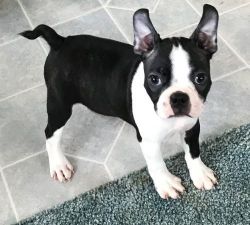 AKC Boston Terrier puppies For Sale