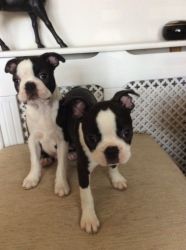 Boston Terriers Ready To Leave