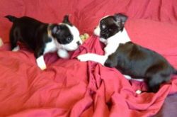 Very healthy and cute Boston Terrier puppies for you.