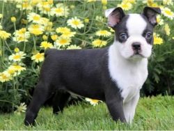 Beautiful Boston terrier pups for sale.