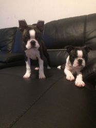 Boston Terrier Puppies For Sale, Stunning Girls.