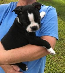 Top home raised Boston Terrier puppies for sale