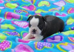 Well Socialized Boston Terrier Puppies For Sale