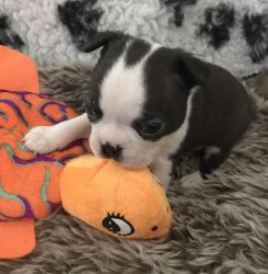 Boston Terrier Puppies - Ready To Leave