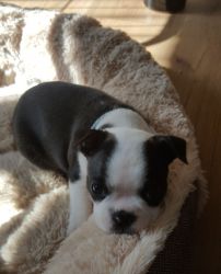 Boston Terrier Puppies 2 Girls 3 Boys One Reserved