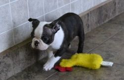 Playful Boston Terrier Puppies For Home Adoption